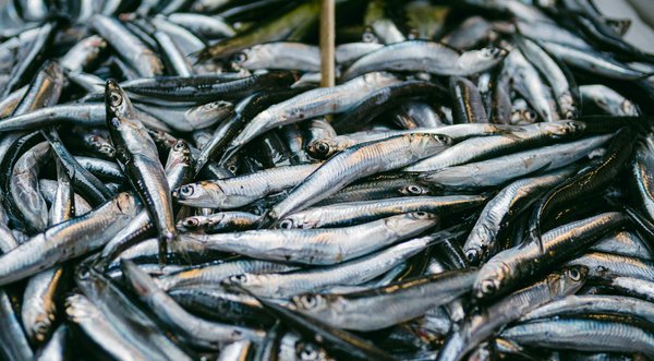 Avis stormrock : fleurs et résines chanvre de qualité